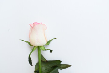 beautiful pink rose flower isolated on white background, valentine day