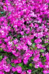 Obraz premium Pink blossom of Silene pendula catchfly ornamental plant in garden