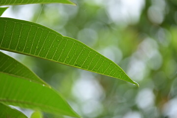 beautiful green leaf texture in springtime, water drop on frangipani leaves