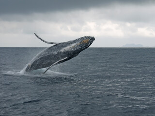 Breaching Humpback whale jumping high above the water, whale watching on Zamami island, Okinawa