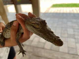 COCODRILO BEBÉ CRÍA 