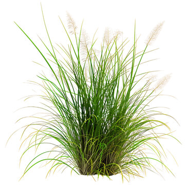 Poa Labillardieri Bush Isolated on Clear Background