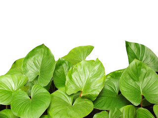 bright green leaves on white background.  Greenery photo with copy space for text