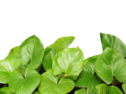 bright green leaves on white background.  Greenery photo with copy space for text