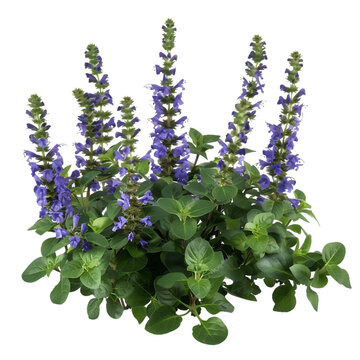 Ajuga Reptans on Clear Background Cutout