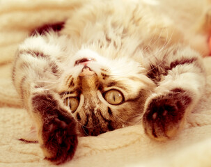Cute kitten relaxing on the back. Close-up portrait of cute, fluffy kitten. Tabby cat relaxing on the bed. funny pets, humor