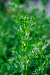 Curly parsley. A plantation of greenery in close-up. Food background of green parsley leaves. A bed of greenery in the garden. The wind stirs the leaves.