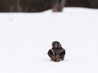 Northern Hawk Owl (Surnia ulula) perched on a snowy field in winter