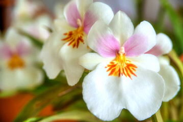 Flowers, Trees, Tropical 
