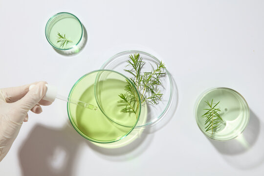 A hand of researcher wears white gloves is holding a dropper, few glass petri dishes of liquid displayed. Tea tree oil is an essential oil harvested from the leaves of the tea tree plant
