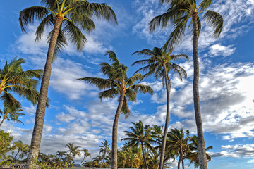 Fototapeta premium Flowers, Trees, Tropical 