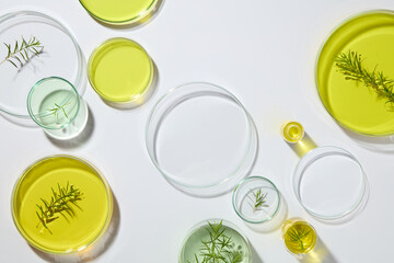 Lots of glass petri dishes of yellow and green liquid are decorated over white background. Natural tea tree leaves concept. Space in the large petri dish to show your cosmetic product