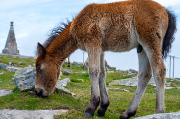 Basque mountains horse pottok grazing on green pasture, Larrun or La Rhune mountain in Basque country, on border of France and Spain