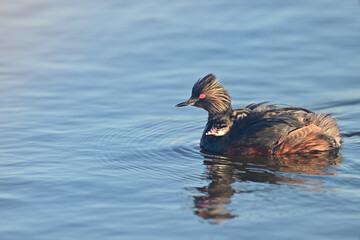 Black-necked Eared Grebe aka Podiceps nigricollis parent trying to feed their young ones