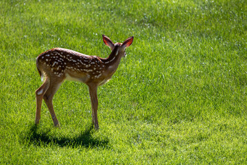 A solitary young spotted white-tailed deer fawn stands in an open grass lawn with morning light