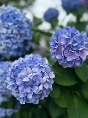blue hydrangea flower