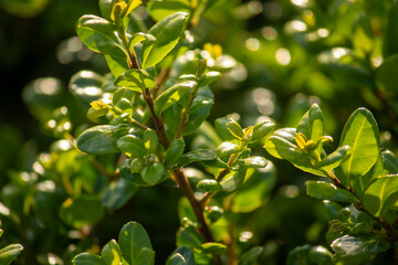 green leaves on a branch