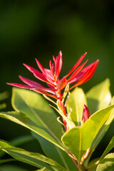 red and yellow flowers