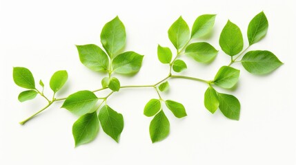 Fototapeta premium High quality photo of green leaves on white background