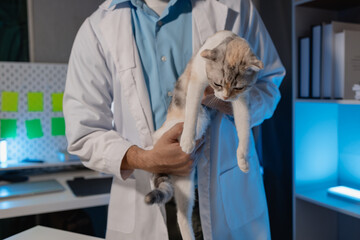a lovely little kitten is examined by a veterinarian, a veterinary is examining a fluffy adorable kitten in animal hospital, vaccination is important for pet, little paw of cat