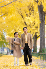 Fototapeta premium イチョウ並木を散歩するシニア夫婦