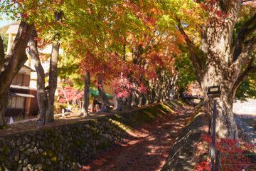 view at Momiji Kairo in Autumn season, happy Traveler travel Maple Corridor at lake Kawaguchi, Yamanashi, Japan. Landmark for tourists attraction. Japan Travel, Destination, Vacation