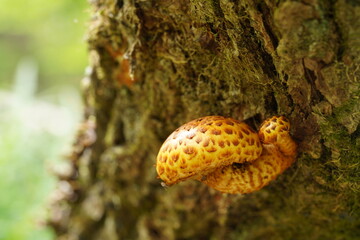 ヌメリスギタケモドキ