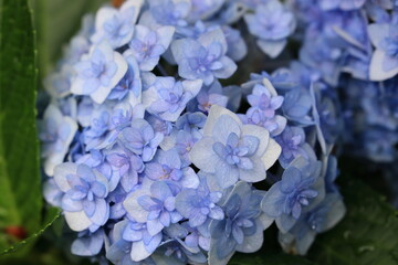 アジサイ