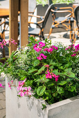 summer flowers on the terrace