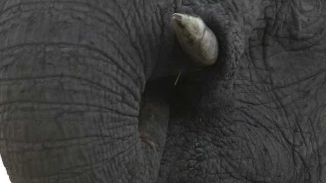 African Elephant Extreme Close Up of Drinking Water with Trunk