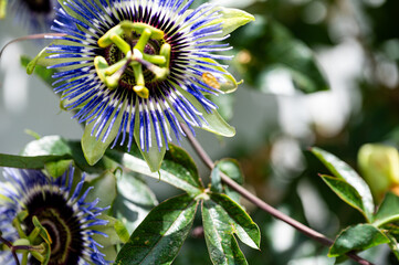Garten, Cannabis, Blumen, Pflanzen, Blüten, Gärtnern