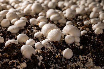 Growing of white champignons mushrooms, mycelium grow from compost into casing on organic farm in Netherlands, food industry in Europe