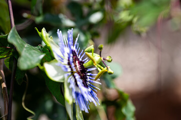 Garten, Cannabis, Blumen, Pflanzen, Blüten, Gärtnern
