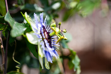 Garten, Cannabis, Blumen, Pflanzen, Bl&uuml;ten, G&auml;rtnern