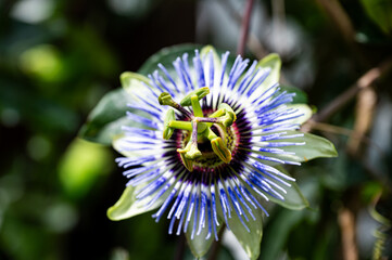 Garten, Cannabis, Blumen, Pflanzen, Blüten, Gärtnern