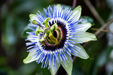 Garten, Cannabis, Blumen, Pflanzen, Bl&uuml;ten, G&auml;rtnern