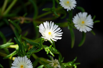 Fototapeta premium Blühende weiße Mittagsblume im Garten in Nahaufnahme