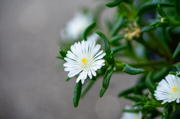 Garten, Cannabis, Blumen, Pflanzen, Blüten, Gärtnern