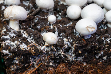 Growing of white champignons mushrooms, mycelium grow from compost into casing on organic farm in Netherlands, food industry in Europe