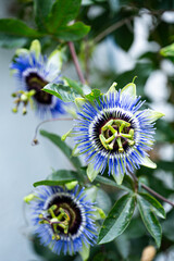 Garten, Cannabis, Blumen, Pflanzen, Blüten, Gärtnern