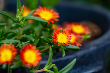 Garten, Cannabis, Blumen, Pflanzen, Blüten, Gärtnern