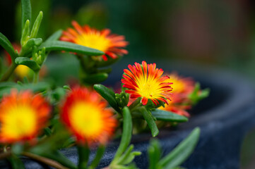 Garten, Cannabis, Blumen, Pflanzen, Blüten, Gärtnern