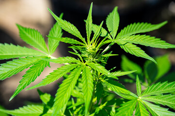 Garten, Cannabis, Blumen, Pflanzen, Blüten, Gärtnern