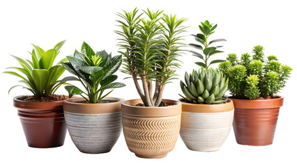 Obraz premium Set of Beautiful Potted Plants Isolated on Transparent Background