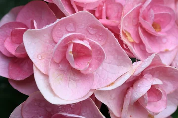 Fotobehang Fluor Roze アジサイ  © kosumi