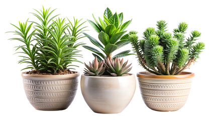 Obraz premium Set of Beautiful Potted Plants Isolated on Transparent Background