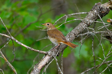 A Hermit Thrush  near Atlanta, Michigan.