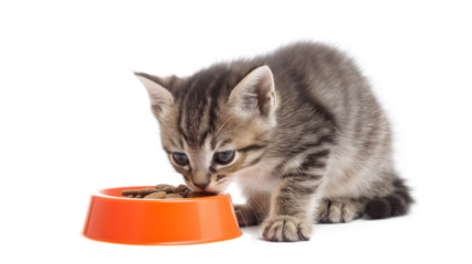 Cat sits on the Windowsill and eats Dry Food. Tabby Kitten eating from an orange Bowl isolated on a transparent background