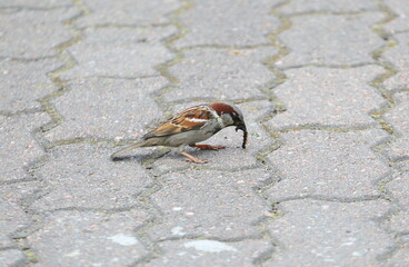 A sparrow with a caterpillar in its beak sits on the pavement