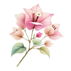 Bougainvillea flower